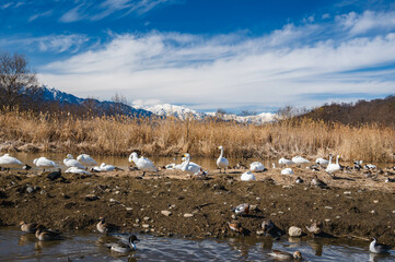 冬の安曇野　白鳥飛来地
