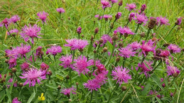 Meadow cornflower Centaurea jacea is a field weed plant, a species of the genus Cornflower of the family Asteraceae, or Compositae. Grows in meadows and forest edges. Violet elegant flower. Karelia
