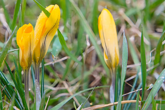 Krokus