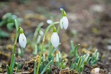 Schneegl&ouml;ckchen