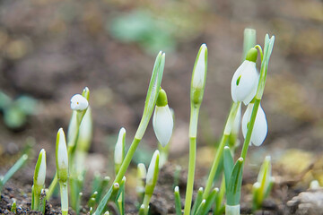 Schneegl&ouml;ckchen