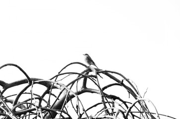 Fototapeta na wymiar bird on the tree in bw