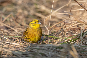 Male yellowhammer (Emberiza citrinella) looking for food on the ground.