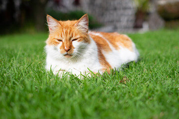 Naklejka na ściany i meble Portrait of a sleepy fluffy orange and white cat lying in the green meadow with closed eyes