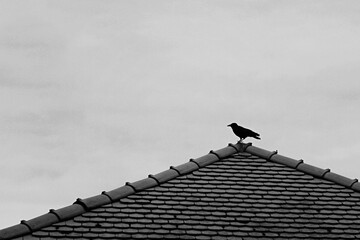 raven on the roof - 573308334