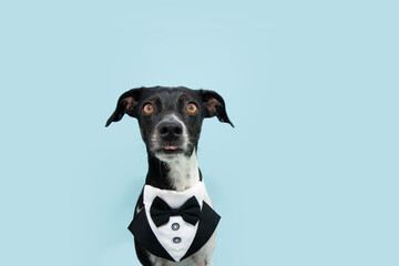 Funny mixed breed puppy dog wearing a tuxedo celebrating birthday, father's day. Isolated on blue...