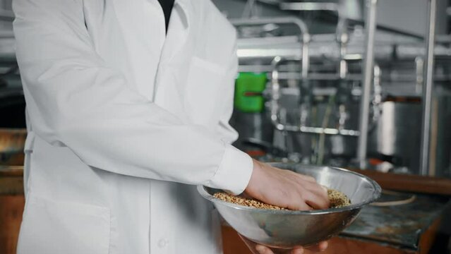 Worker with malted barley at brewery