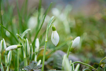 Schneegl&ouml;ckchen