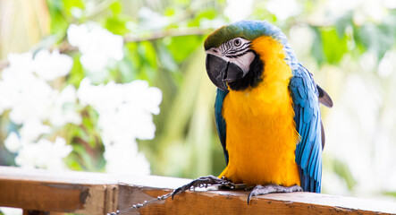 beautiful Blue-and-Yellow Macaw in rainforest