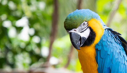 beautiful Blue-and-Yellow Macaw in rainforest