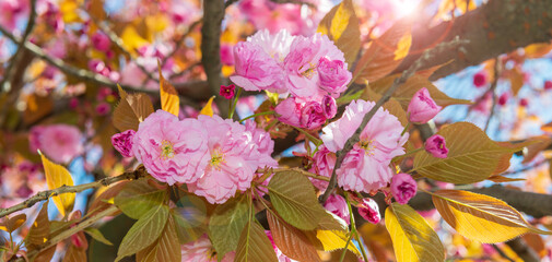 Blooming sakura banner