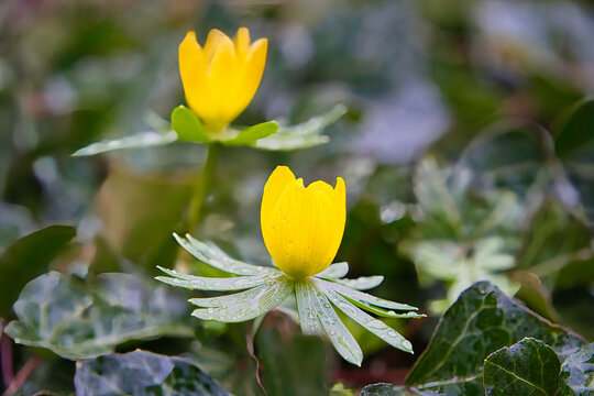 Winterblumen