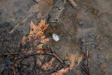 Feather floating in muddy puddle.