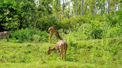 Wild Spotted deers or axis deers herd in the Bandipur mudumalai Ooty Road, India.