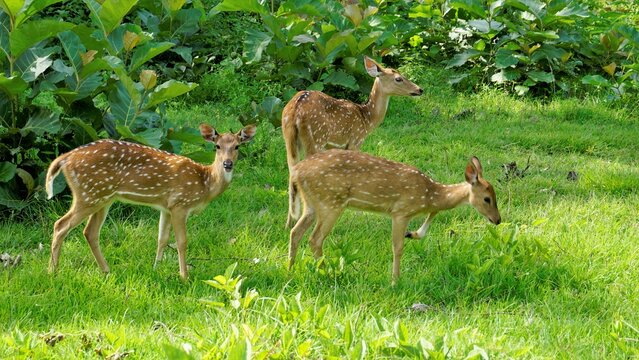 Wild Spotted deers or axis deers herd in the Bandipur mudumalai Ooty Road, India.