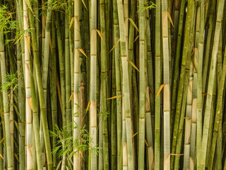 Dense stand of white bamboo (binomial name: Bambusa chungii), also known as tropical blue bamboo, native to south China and Vietnam, growing as ornamental garden plant in central Florida