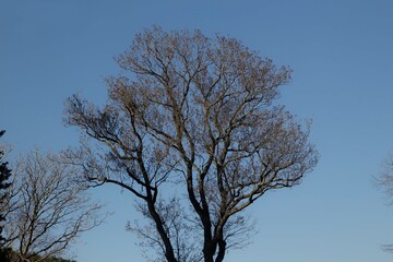 The sky stretching into eternity and a big tree
