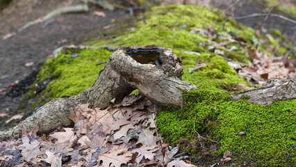 Tree root sticking out of mossy forest floor