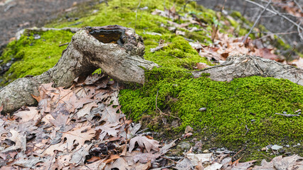 Tree root with leaves and moss