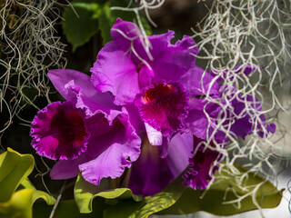 Fototapeta na wymiar purple orchids in the garden
