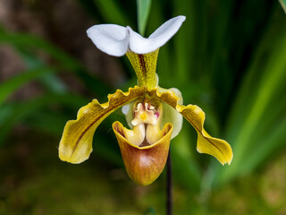 yellow orchid flower