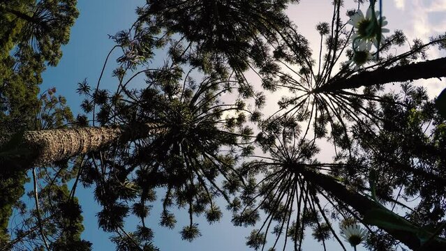 pine tree branches