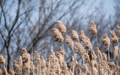 Tall grass blowing in wind