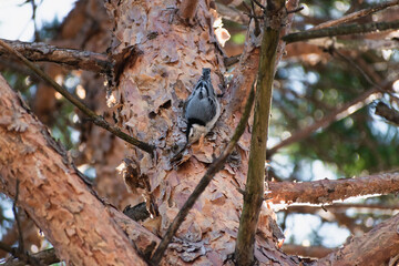 White-breasted nuthatch (Sitta carolinensis) foraging in pine trees