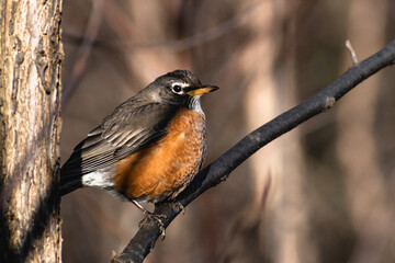 American robin (Turdus migratorius) close up on small tree branch