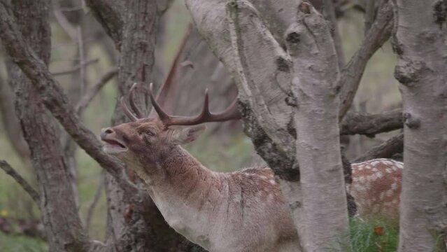 Fallow deer bellowing