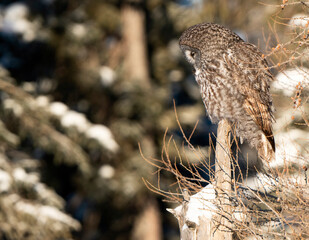 Great Grey Owl