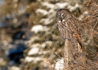 Great Grey Owl