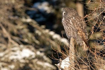 Great Grey Owl