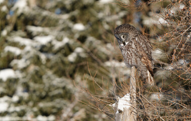 Great Grey Owl