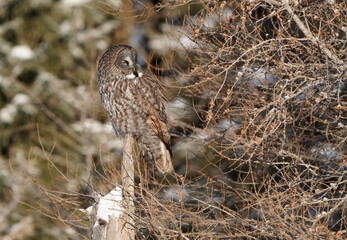 Great Grey Owl