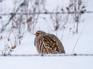 Partridge in Winter