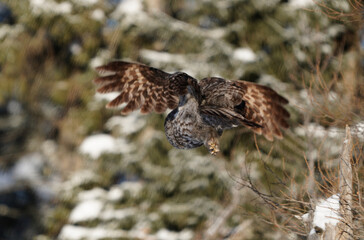 Great Grey Owl