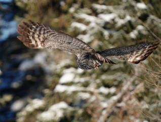 Great Grey Owl