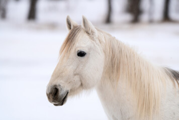 Obraz na płótnie Canvas Horse in Winter
