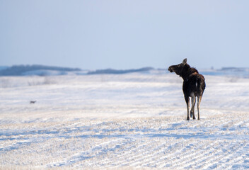 Fototapeta na wymiar Prairie Moose Winter
