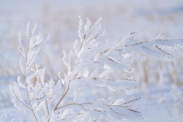 Prairie Winter Scenes