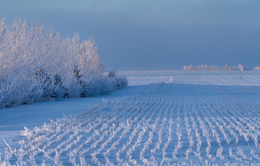 Prairie Winter Scenes