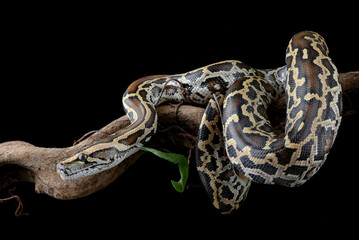 Burmese python coiled around a tree