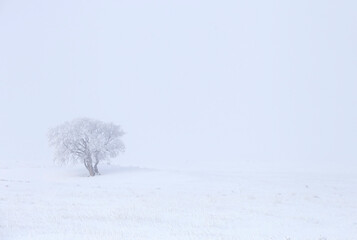 Fototapeta na wymiar Prairie Winter Scenes