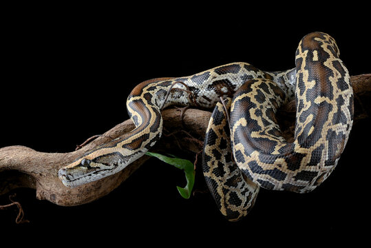 Burmese python coiled around a tree