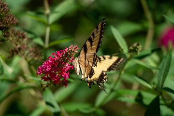 Monarch Butterfly Canada