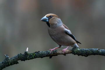 Beautiful Hawfinch (Coccothraustes coccothraustes) on a branch in the forest of Noord Brabant in the Netherlands.   