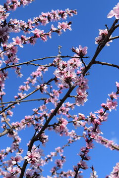 Pink Cherry Blossoms tree branch in spring over blue sky
