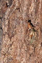 Alpine tree bark in closeup