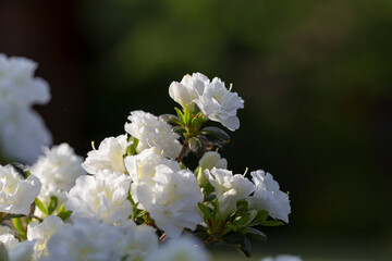 White rhododendron in a modern garden in landscaping. White rhododendron flowers macro. Beautiful white rhododendron flowers macro. Background of white petals. Floral wallpaper.